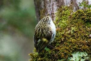 Rifleman in New Zealand photo