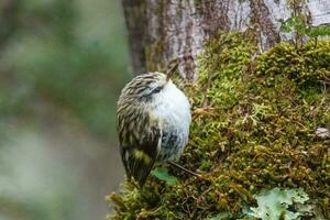 Rifleman in New Zealand photo