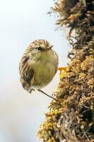 Rifleman in New Zealand photo