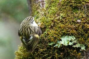 Rifleman in New Zealand photo