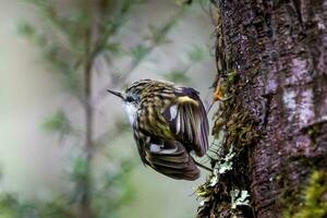 Rifleman in New Zealand photo