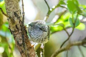 Rifleman in New Zealand photo