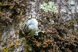 Rifleman in New Zealand photo