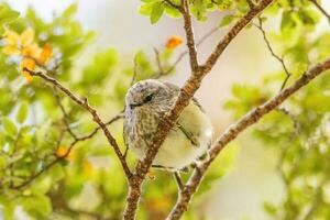 Rifleman in New Zealand photo