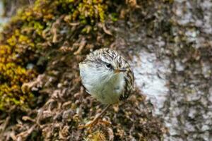 Rifleman in New Zealand photo