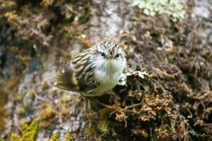 Rifleman in New Zealand photo