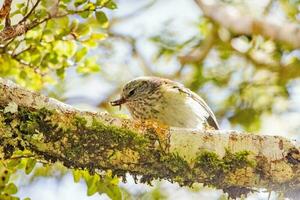 Rifleman in New Zealand photo