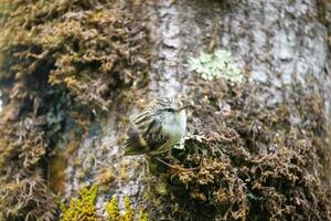 fusilero en nuevo Zelanda foto