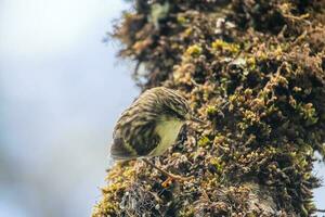 Rifleman in New Zealand photo