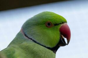 Ring-necked Parakeet Bird photo