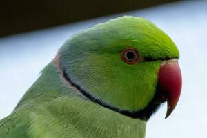 de cuello anillado perico pájaro foto