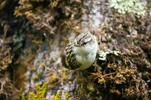 Rifleman in New Zealand photo