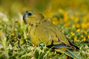 Rock Parrot in Australia photo