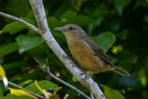 Rufous Shrike-Thrush in Australia photo