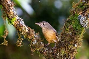 Rufous Shrike-Thrush in Australia photo