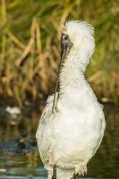 Royal Spoonbill in Australasia photo