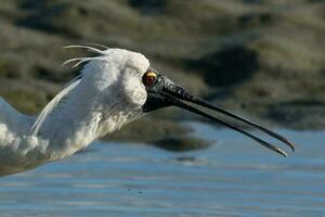 Royal Spoonbill in Australasia photo