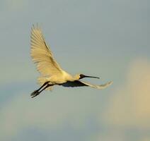 Royal Spoonbill in Australasia photo