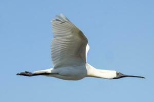 Royal Spoonbill in Australasia photo