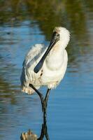 Royal Spoonbill in Australasia photo