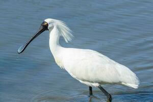 Royal Spoonbill in Australasia photo