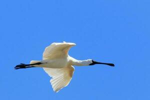 Royal Spoonbill in Australasia photo