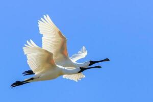 Royal Spoonbill in Australasia photo