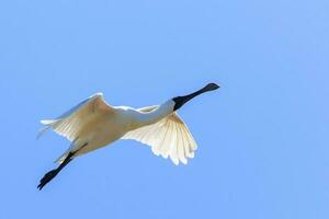 Royal Spoonbill in Australasia photo