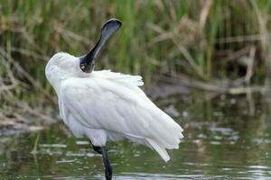 Royal Spoonbill in Australasia photo