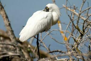 Royal Spoonbill in Australasia photo