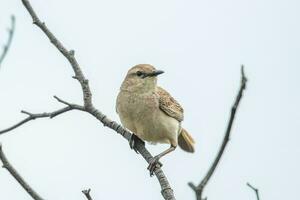 Rufous Songlark in Australia photo