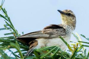 Rufous Songlark in Australia photo