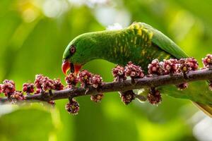 Scaly-breasted Lorikeet in Australia photo