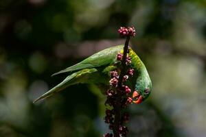 Scaly-breasted Lorikeet in Australia photo