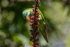 Scaly-breasted Lorikeet in Australia photo