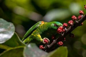 Scaly-breasted Lorikeet in Australia photo