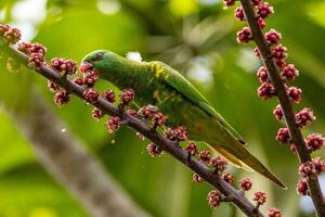 pecho escamoso lorikeet en Australia foto