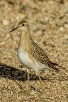 Sharp-tailed Sandpiper in Australasia photo