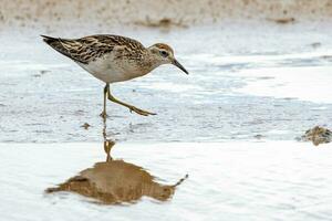 Sharp-tailed Sandpiper in Australasia photo