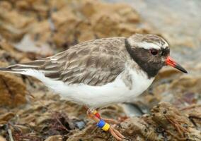 Shore Plover in New Zealand photo