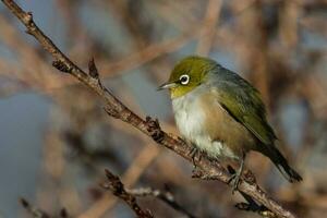 Silvereye in Australasia photo