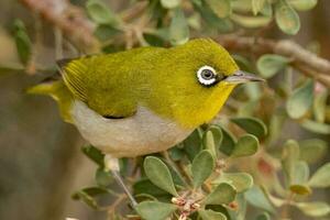 Silvereye in Australasia photo