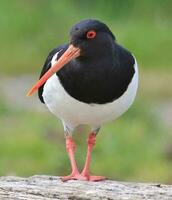 South Island Pied Oystercatcher photo