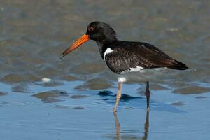 South Island Pied Oystercatcher photo