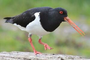 South Island Pied Oystercatcher photo