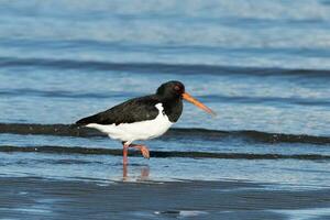 South Island Pied Oystercatcher photo