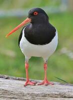 South Island Pied Oystercatcher photo