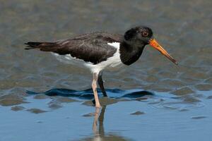 South Island Pied Oystercatcher photo