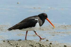 South Island Pied Oystercatcher photo