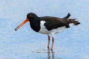 South Island Pied Oystercatcher photo